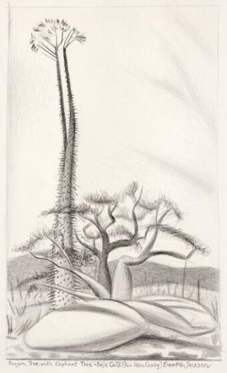 Boojum Tree with Elephant Tree - Baja Calif.
