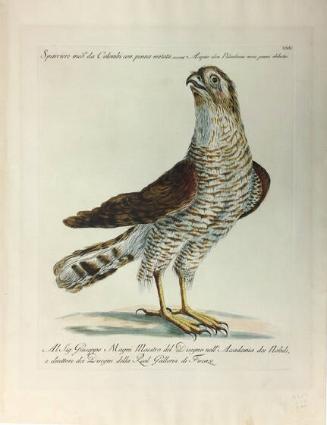 Sparrowhawk, from Natural History of Birds Treated Systematically and Adorned with Copperplate Engraving Illustrations, in Miniature and Life-Size