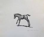 Foal