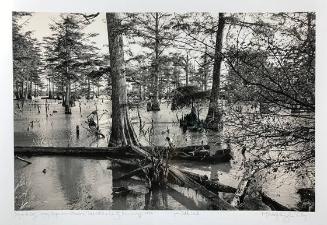 Dog on a Log, Sandy Bayou, near Glendora, Tallahatchie County, Mississippi, from Delta Land