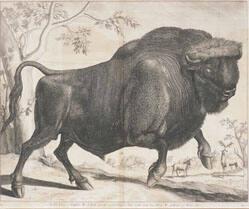 The Urus Or Buffalo