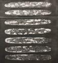 World of Planaria