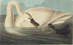 Trumpeter Swan