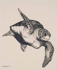 Loggerhead Turtle