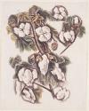 Untitled (Cotton)