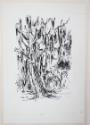 The Santee: Trees
