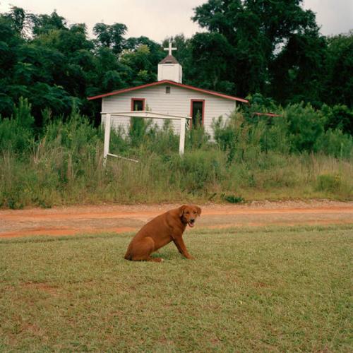 Dog, 1993