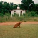 Dog, 1993