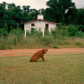 Dog, 1993