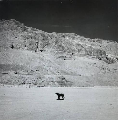 Dog, Valley of Kings, Egypt
