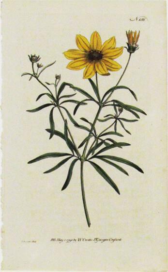 Coreopsis Verticillata, from Botanical Magazine, edited by William Curtis (English, 1746-1799)