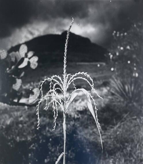 Corn Stalk, San Cristobal
