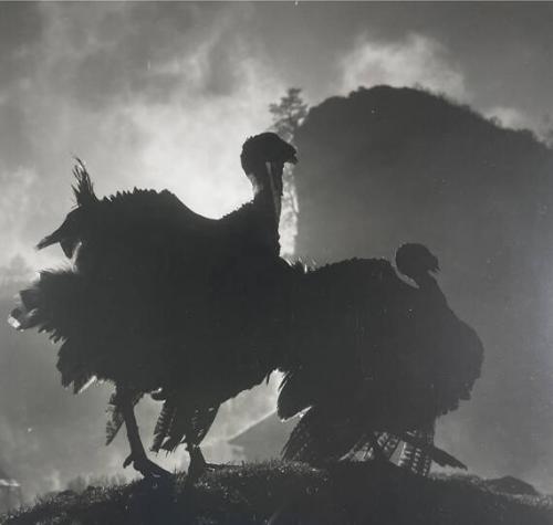 Turkeys, Tenejapa
