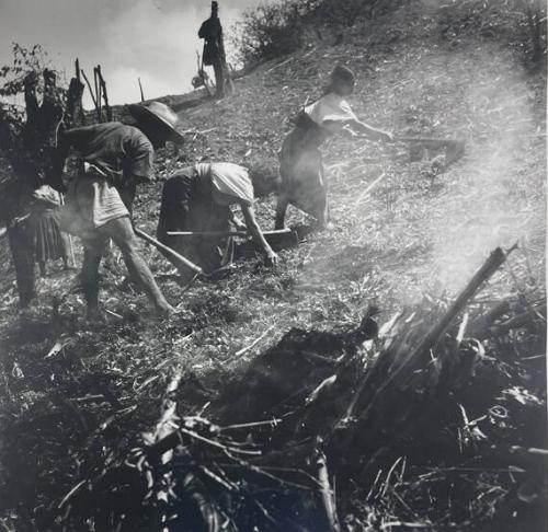 Family Working Together in Corn Field, Tenejapa
