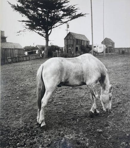 Horse in Backyard, Mendocino
