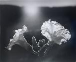 Flowers, OAX
