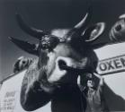 Boy and Giant Ox Head, State Fair, NJ
