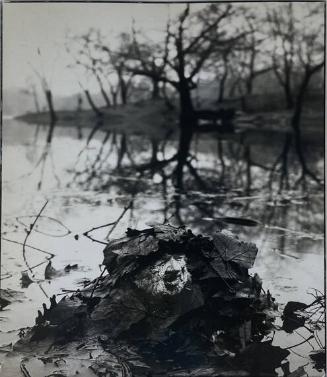 Wild Man of the Forest, Central Park
