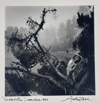 Twisted Pine, Cambria
