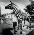Boy Embracing Zebra, St. Pete FL
