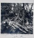 Reclining Nude in Mangrove Swamp, Miami FL 
