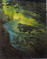 Green Reflections in Stream, Moqui Creek, Glen Canyon, September 2, 1962
