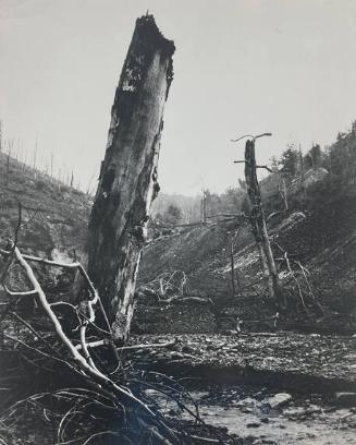 Dead Trees Caused by Sulfuric Fumes... Whitesburg, KY