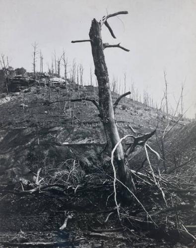 This Vegetation Has Died from the Sulfuric Slag..., Vicco, KY