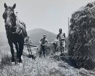 A North Carolina Farmer Works With His Son Collecting Grain in the Blue Ridge Mountains