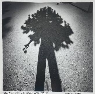 Shadow Inside Tree, NY
