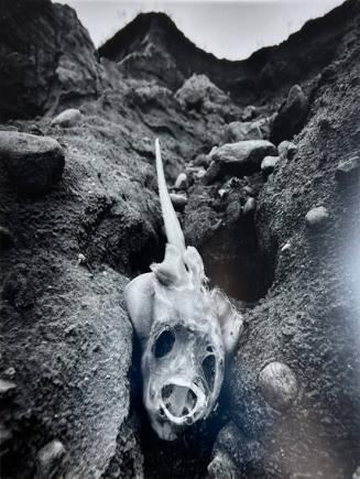Manta Ray Skeleton, Montauk, NY
