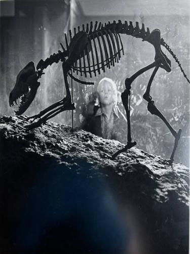 Boy in Natural History Museum, NY
