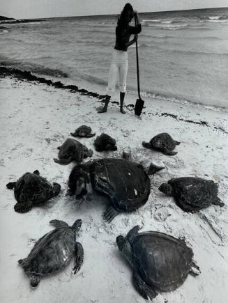 Turtles and Husband, Bahamas
