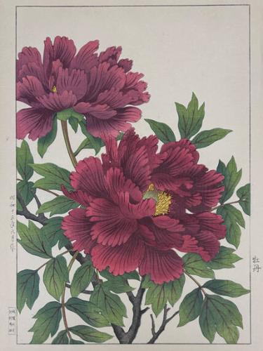 Peony