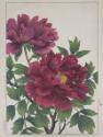 Peony