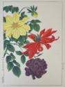 Dahlias
