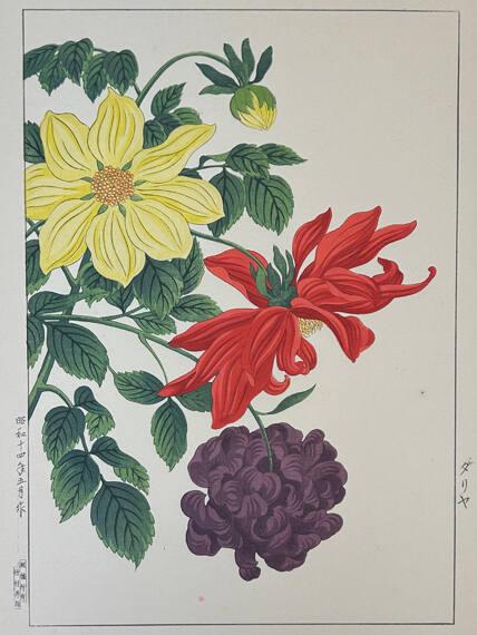 Dahlias