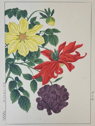 Dahlias