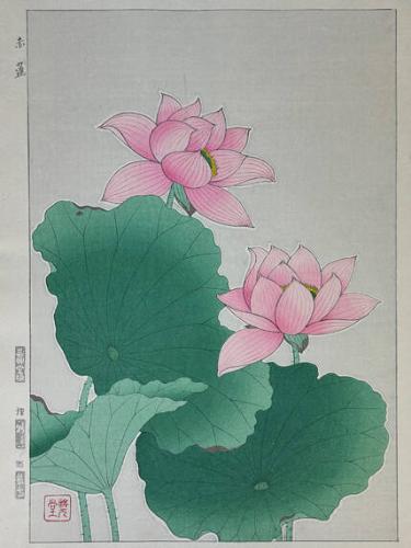 Pink Lotus