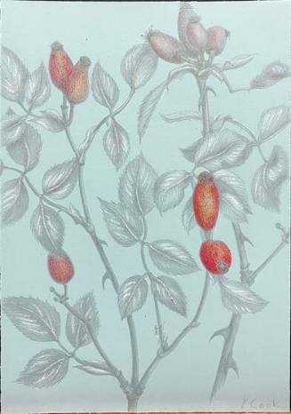 Rosehips in Brittany