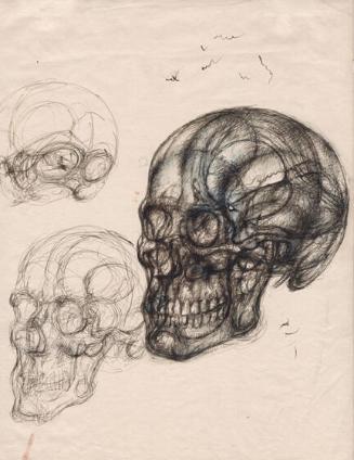 Study of Skulls