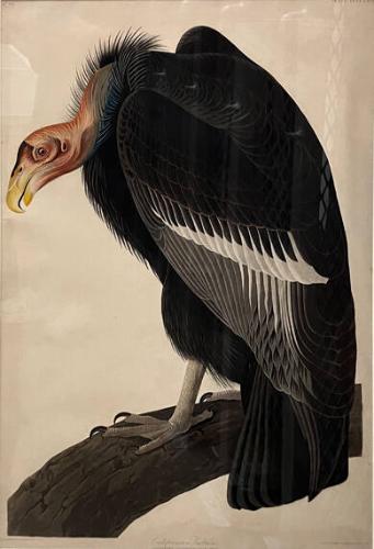 California Vulture