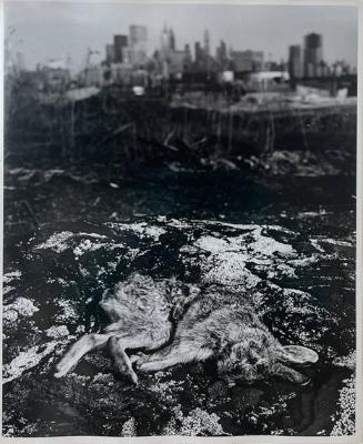 Dead Rabbit, Meadowlands, Hoboken, NJ
