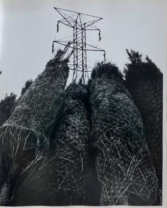Xmas Trees, NY
