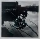Plastic Flowers, Gowanis Canal, Brooklyn
