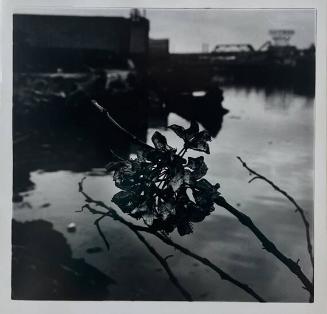 Plastic Flowers, Gowanis Canal, Brooklyn

