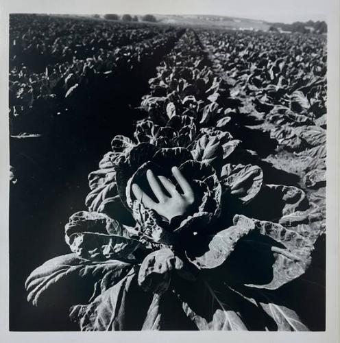 Glove in Cabbage, E.Hampton, NY
