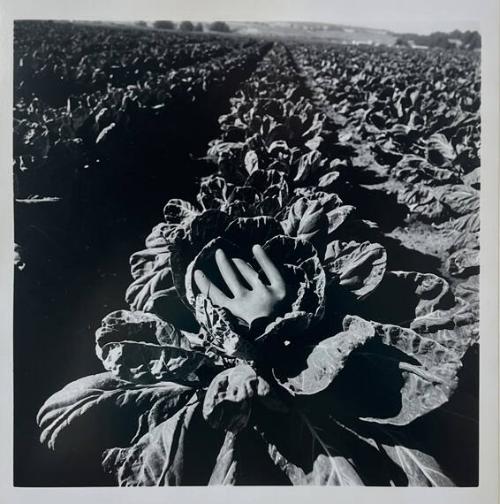 Glove in Cabbage, E.Hampton, NY
