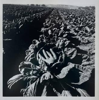 Glove in Cabbage, E.Hampton, NY
