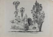 Southern California Trees